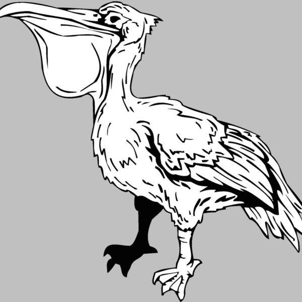 pelican Thumbnail
