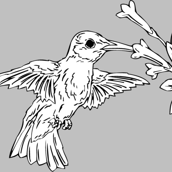 hummingbird2 Thumbnail