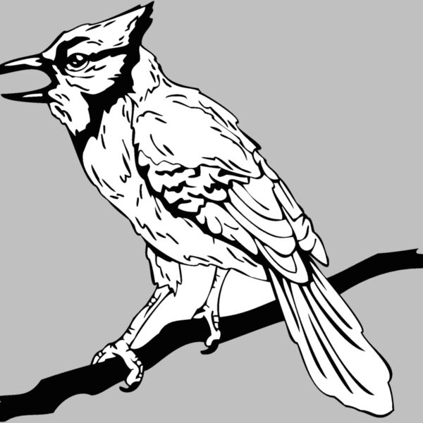 bluejay Thumbnail