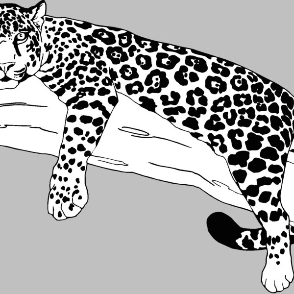 leopard Thumbnail