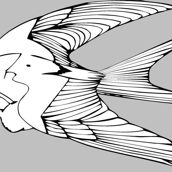 birdeatingworm Thumbnail