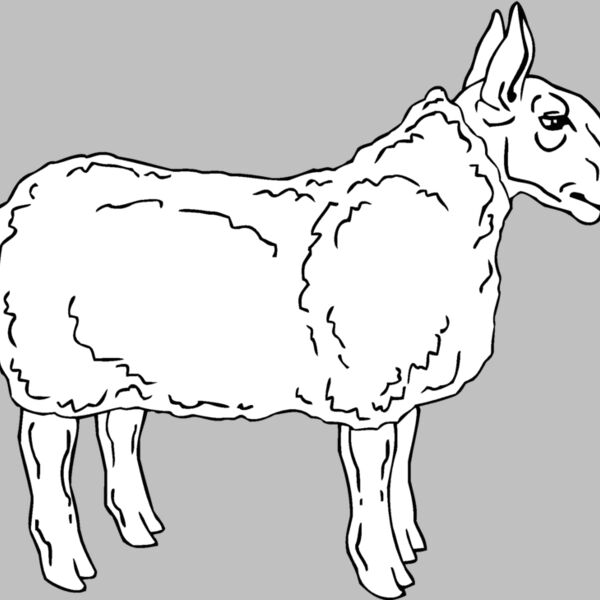 sheep4 Thumbnail