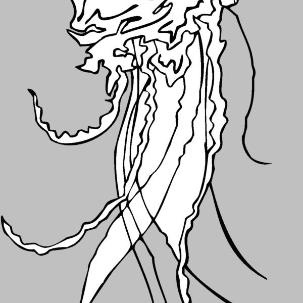 portuguese man of war jellyfish Thumbnail