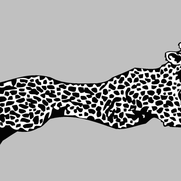 cheetah Thumbnail