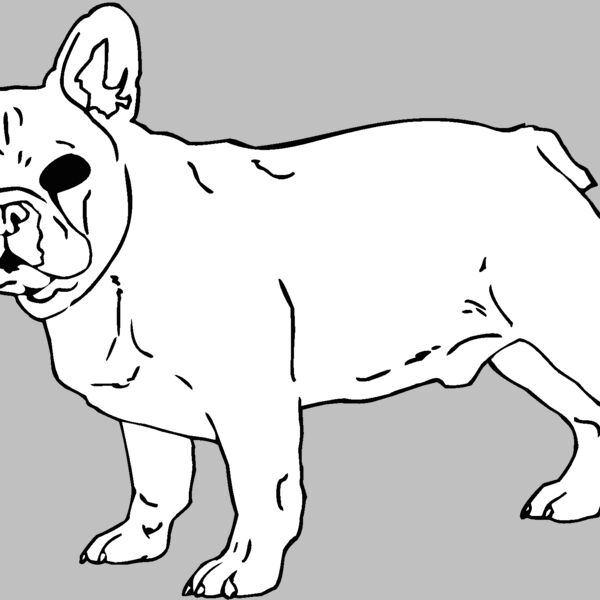 french bulldog Thumbnail