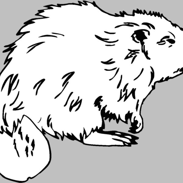 beaver1 Thumbnail