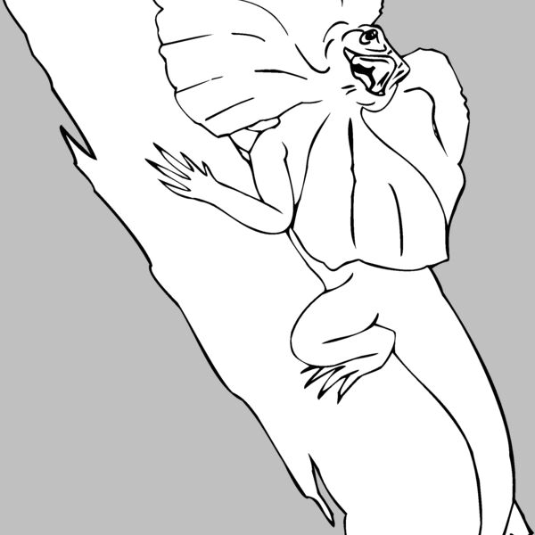 frilled lizard Thumbnail