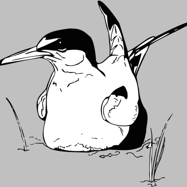tern Thumbnail