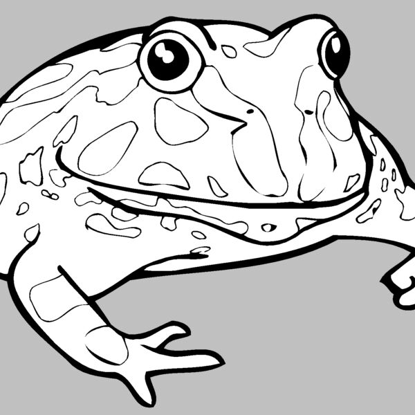 frog Thumbnail