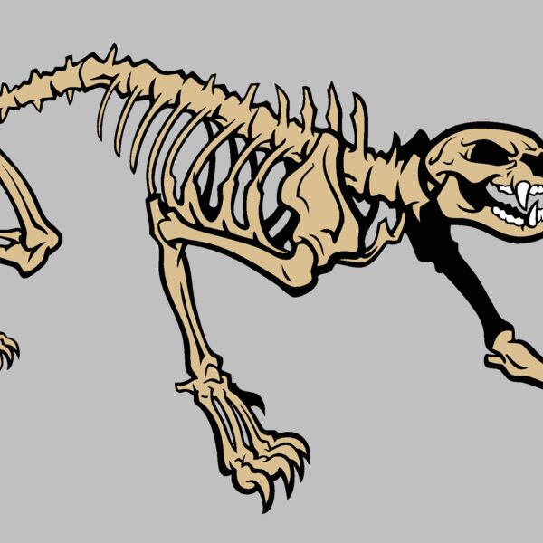 cougarpantherskeleton Thumbnail
