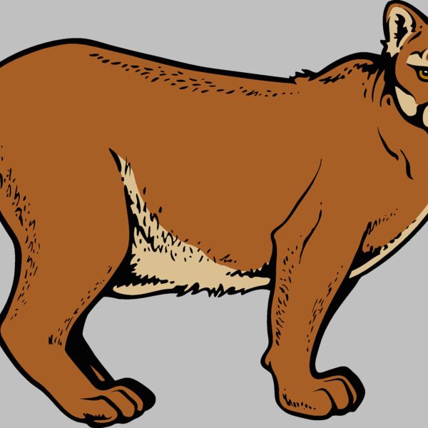 cougar13v4clr  2  Thumbnail