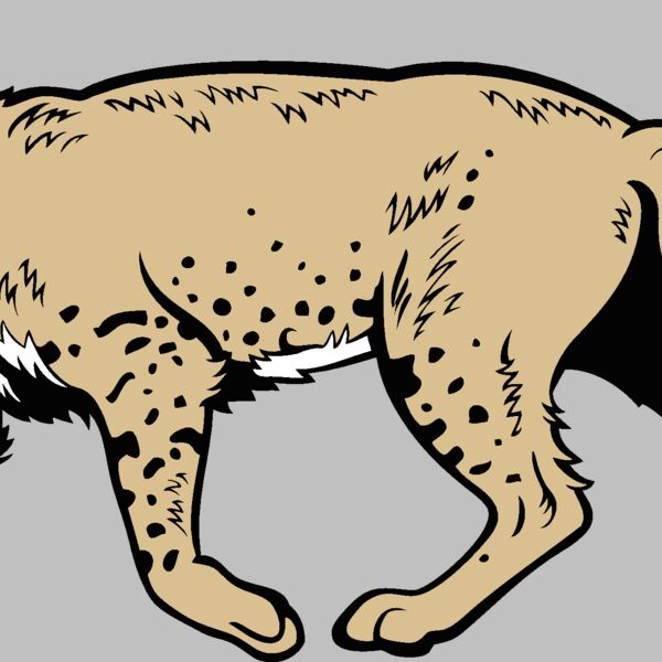 wildcat18v4clr Thumbnail