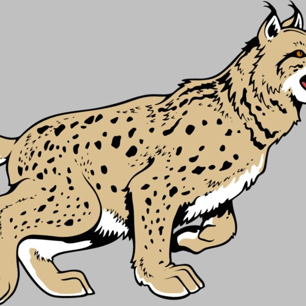 wildcat13v4clr Thumbnail