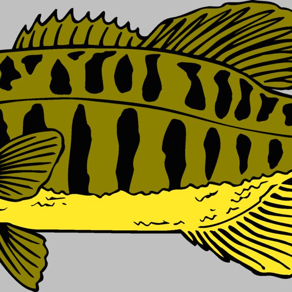 fish smallmouthbass 2 Thumbnail