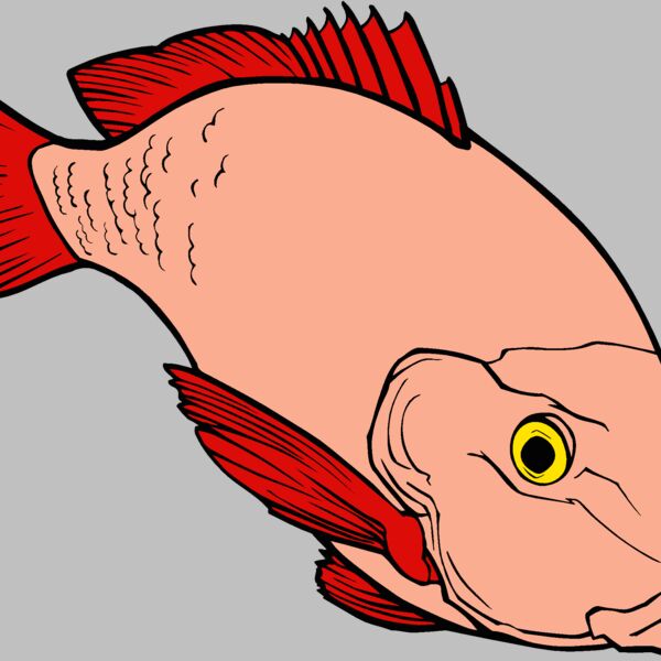 fish redsnapper 2 Thumbnail