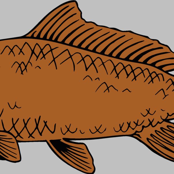 fish carp Thumbnail
