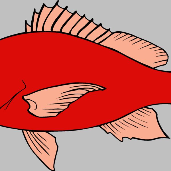 fish redsnapper Thumbnail
