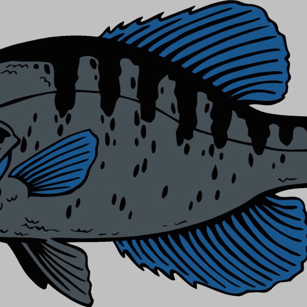 fish crappie Thumbnail