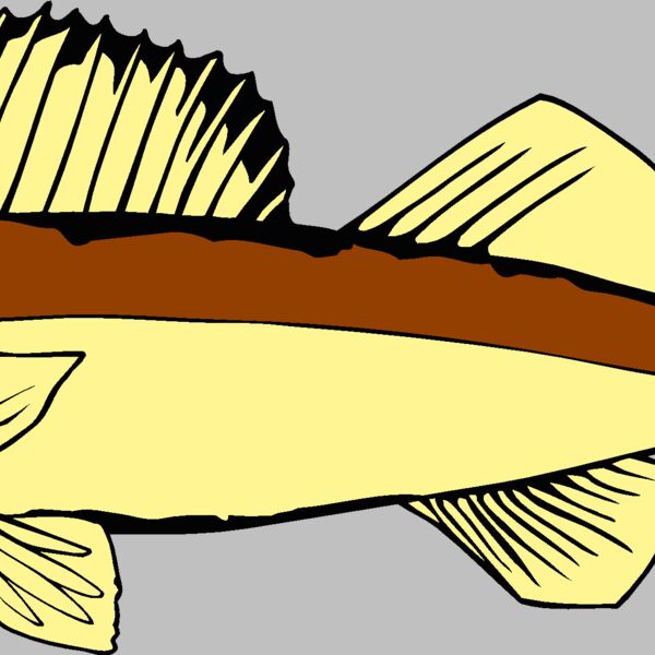 fish walleye Thumbnail