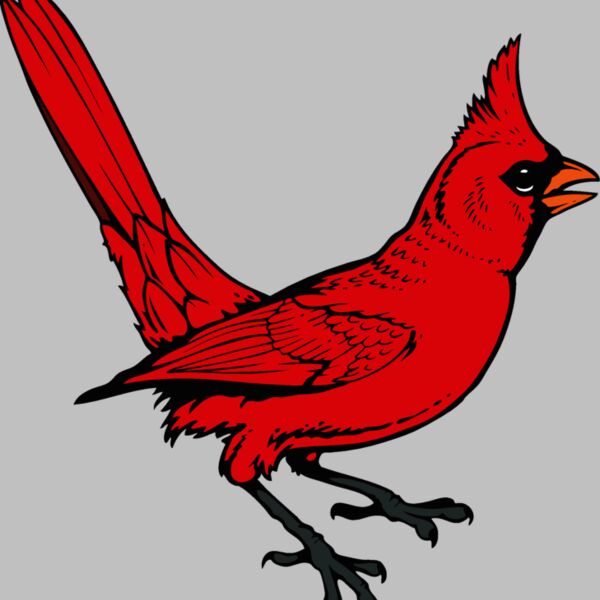 cardinal04v4clr Thumbnail