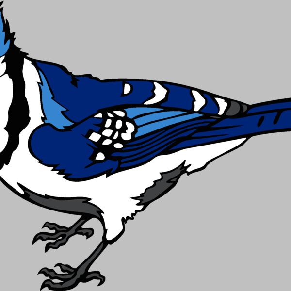 bluejay3 Thumbnail