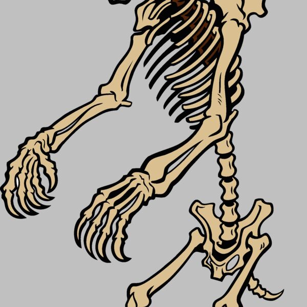 bear skeleton Thumbnail