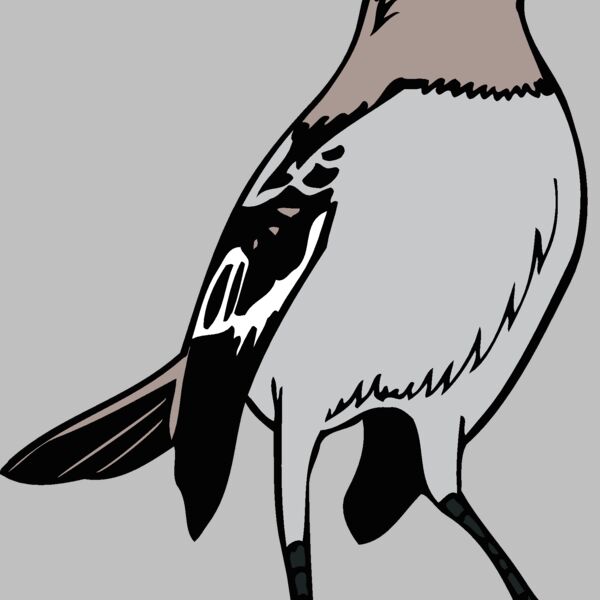 arkansasmockingbird1 Thumbnail