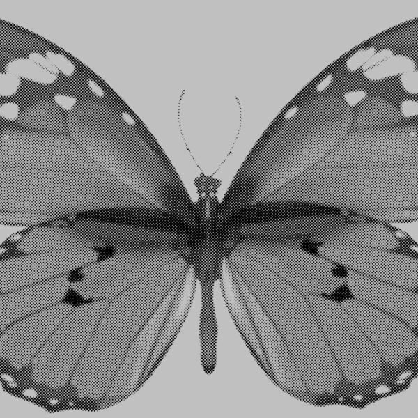 butterfly Thumbnail